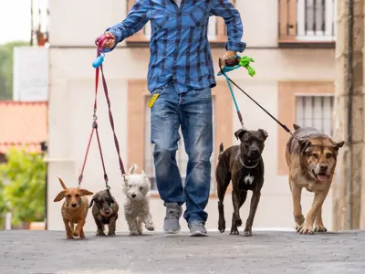 A man in a blue plaid shirt walking 5 dogs of all different breeds and sizes.